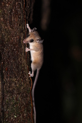 Didelphinae