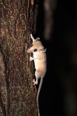 Didelphinae