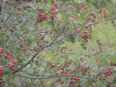 Crataegus pinnatifida