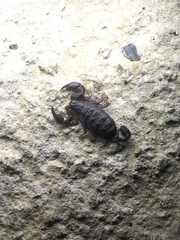 Euscorpius italicus