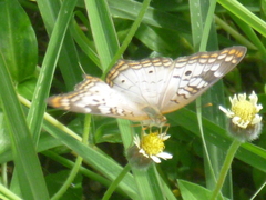 Anartia jatrophae