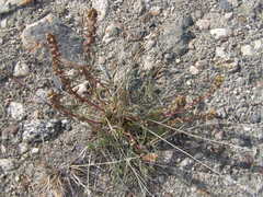 Artemisia campestris canadensis