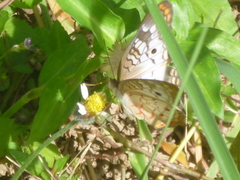 Anartia jatrophae