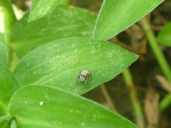 Salticidae