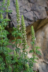 Nepeta annua