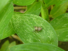 Salticidae