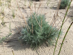 Artemisia campestris pacifica