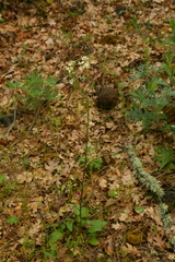 Senecio integerrimus ochroleucus