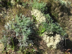 Artemisia campestris pacifica