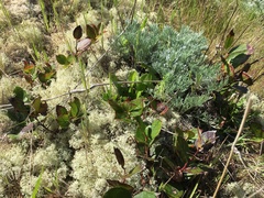 Artemisia campestris pacifica