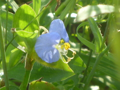 Commelina erecta