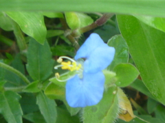 Commelina erecta