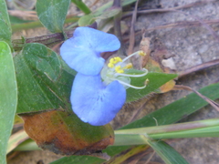 Commelina erecta