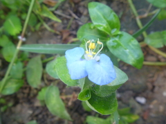 Commelina erecta
