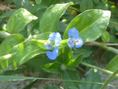 Commelina erecta