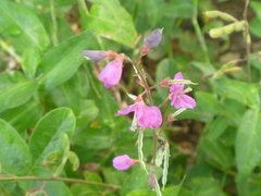 Desmodium