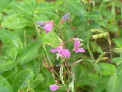 Desmodium