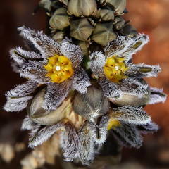 Ceropegia burchardii image