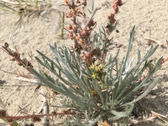 Artemisia campestris borealis