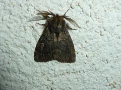 Ocneria atlantica