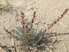 Artemisia campestris borealis