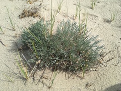 Artemisia campestris borealis
