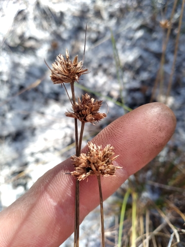 Image of Bulbostylis warei by (c) Scott Ward, some rights reserved (CC BY)