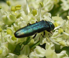 Agrilus sulcicollis