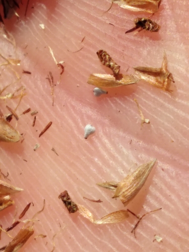 (linked from Bulbostylis warei) Bulbostylis image