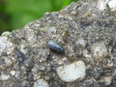 Tenebrionidae