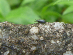 Tenebrionidae