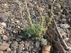 Artemisia campestris borealis