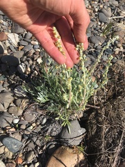 Artemisia campestris borealis