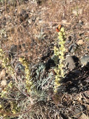 Artemisia campestris borealis