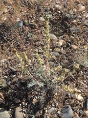 Artemisia campestris borealis