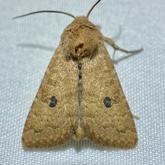 Protorthodes mulina