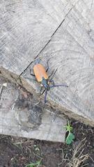 Oropyrodes maculicollis