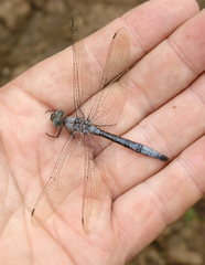 Zygonyx natalensis