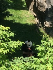 Ailuropoda melanoleuca