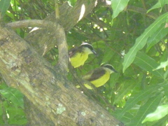 Pitangus sulphuratus