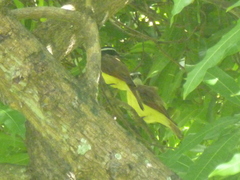 Pitangus sulphuratus