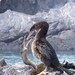 Flightless Cormorant - Photo (c) Mike Ellis, some rights reserved (CC BY-NC), uploaded by Mike Ellis