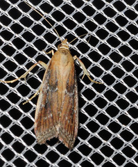 Uncinus obductella