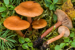 Lactarius lapponicus