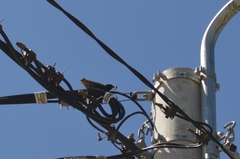 Sturnus vulgaris