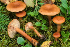 Lactarius lapponicus