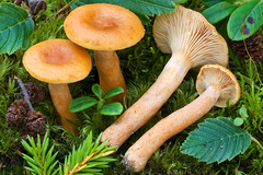 Lactarius lapponicus