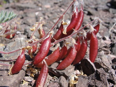 Astragalus cottonii