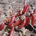 Astragalus cottonii - Photo (c) Peter Zika,  זכויות יוצרים חלקיות (CC BY-NC), uploaded by Peter Zika