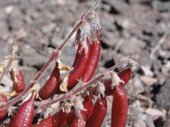 Astragalus cottonii